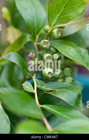 Mahonia frutto su una boccola in un giardino del Regno Unito Foto Stock