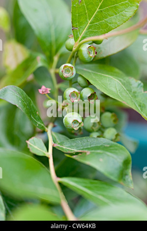 Mahonia frutto su una boccola in un giardino del Regno Unito Foto Stock