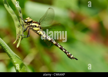 Femmina Hawker meridionale di libellula Aeshna cyanea Foto Stock