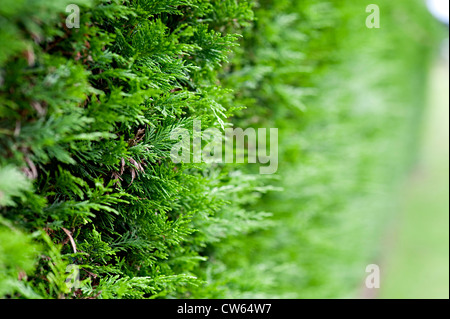 Leylandii macchia verde Foto Stock