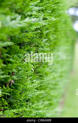 Leylandii macchia verde Foto Stock