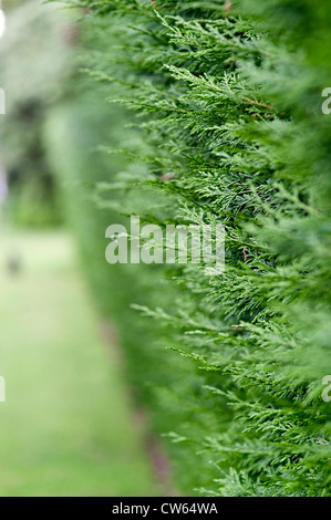 Leylandii macchia verde Foto Stock