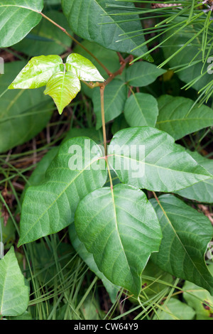 Poison Ivy (Rhus radicans) Foto Stock