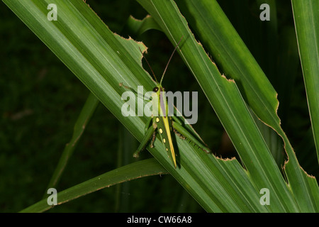 Avvistato grasshopper sulla lamina Foto Stock