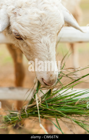 Pecora mangia erba in corral con luce naturale Foto Stock