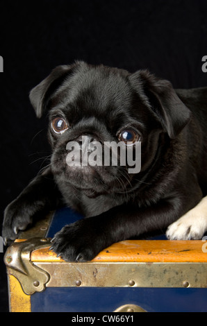 Un nero pug, 6 mesi di età, seduto sulla cima di un antico tronco. Foto Stock