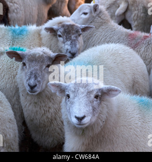Herdwick ovini volti in un gregge, Lake District, Cumbria, England, Regno Unito Foto Stock