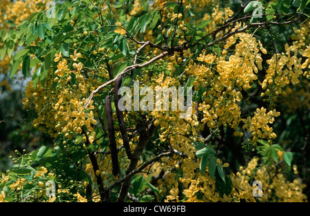 Cassia baccelli, spurgando cassia, spurgando cassi, Golden Shower Tree, maggiociondolo indiano (Cassia fistola, Senne fistola), fioritura, Sansibar Foto Stock