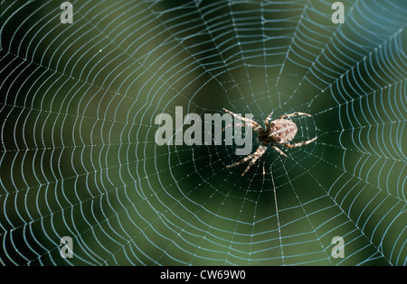 Croce orbweaver, giardino europeo spider, cross spider (Araneus diadematus), nella sua net Foto Stock