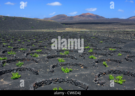 Vite il giardino di roccia vulcanica, aride allevamento, Isole Canarie Lanzarote Foto Stock