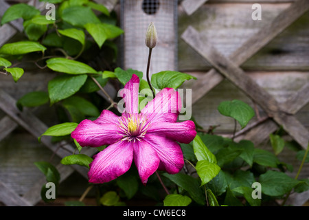 La clematide "Ville de Lyon' Fiore e bud crescente attorno ad un birdfeeder nel giardino. Foto Stock