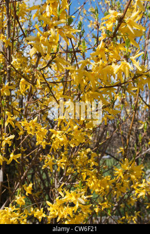 Il giallo dei fiori di forsitia contro il cielo blu Foto Stock