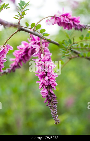 Indigofera pendula. Piangendo Indigo fiore. Foto Stock