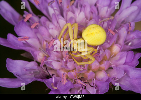 Oro ragno granchio (Misumena vatia), femmina giallo su un fiore violaceo con la preda, Germania Foto Stock