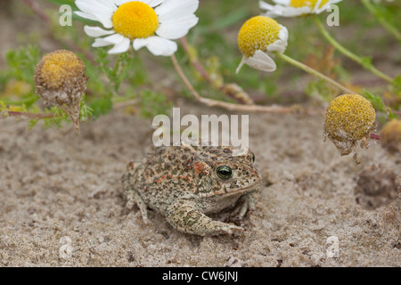 Natterjack toad, natterjack, British toad (Bufo calamita), nelle dune al Mare del Nord con il bianco Asteracee, Germania Foto Stock