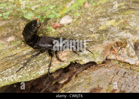 Devil's coach-cavallo (Ocypus olens, Staphylinus olens), il singolo individuo, Germania Foto Stock