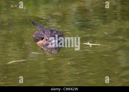 Coypu, nutria (Myocastor coypus), nuoto, Germania Foto Stock