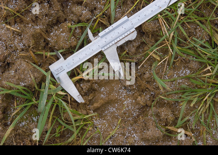 Il capriolo (Capreolus capreolus), la misurazione di una traccia di zoccoli con un callipher, Germania Foto Stock