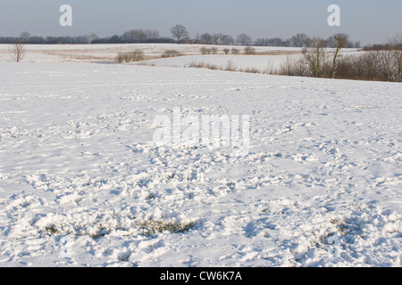 Il capriolo (Capreolus capreolus), tracce di ricerca di cibo, animale ha graffiato via la neve per raggiungere il green, Germania Foto Stock