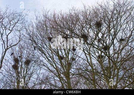 Rook (Corvus frugilegus), Colonia nel tree tops, Germania Foto Stock