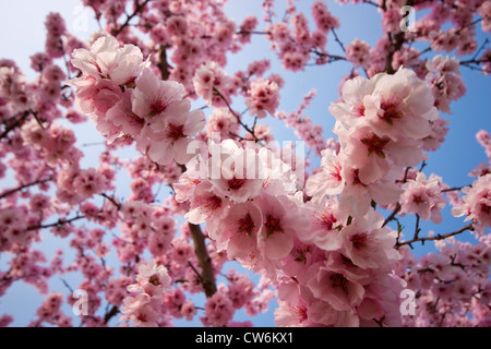 Mandorla amara (Prunus amygdalus), rami fioriti, GERMANIA Baden-Wuerttemberg, Kaiserstuhl Foto Stock