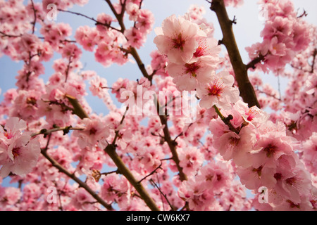 Mandorla amara (Prunus amygdalus), rami fioriti, GERMANIA Baden-Wuerttemberg, Kaiserstuhl Foto Stock