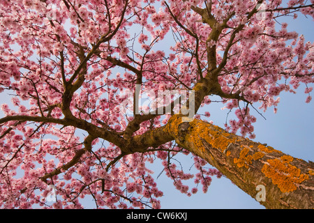 Mandorla amara (Prunus amygdalus), mandorli in fiore dal di sotto, GERMANIA Baden-Wuerttemberg, Kaiserstuhl Foto Stock