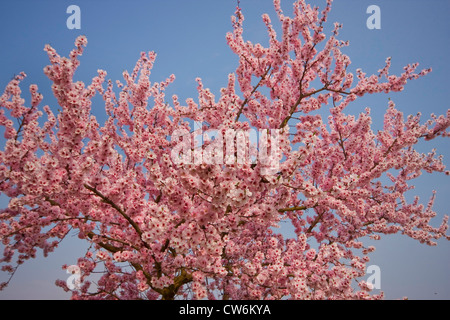 Mandorla amara (Prunus amygdalus), rami fioriti, GERMANIA Baden-Wuerttemberg, Kaiserstuhl Foto Stock