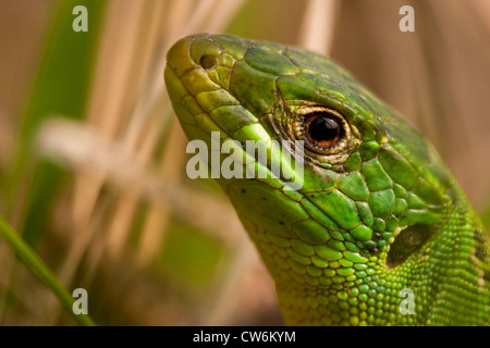 Eastern Ramarro, Europeo ramarro, Smeraldo lizard (Lacerta viridis viridis), ritratto, GERMANIA Baden-Wuerttemberg, Kaiserstuhl Foto Stock