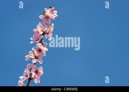 Mandorla amara (Prunus amygdalus), filiale di fioritura, GERMANIA Baden-Wuerttemberg, Kaiserstuhl Foto Stock