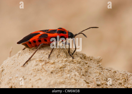 Firebug (Pyrrhocoris apterus), seduta su una collina di sabbia, GERMANIA Baden-Wuerttemberg, Kaiserstuhl Foto Stock