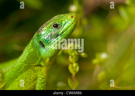 Eastern Ramarro, Europeo ramarro, Smeraldo lizard (Lacerta viridis, Lacerta viridis viridis), ritratto, GERMANIA Baden-Wuerttemberg, Kaiserstuhl Foto Stock