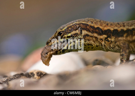 Comune di lucertola muraiola (Lacerta muralis, Podarcis muralis), alimentazione su un caterpillar, GERMANIA Baden-Wuerttemberg, Kaiserstuhl Foto Stock