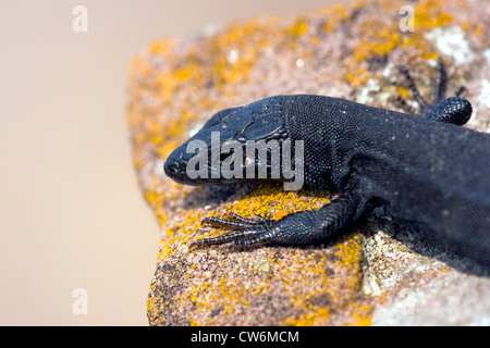 Comune di lucertola muraiola (Lacerta muralis, Podarcis muralis), seduti su uno sperone roccioso, GERMANIA Baden-Wuerttemberg, Kaiserstuhl Foto Stock