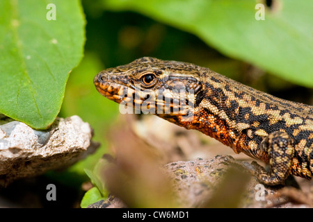 Comune di lucertola muraiola (Lacerta muralis, Podarcis muralis), maschio, GERMANIA Baden-Wuerttemberg, Kaiserstuhl Foto Stock