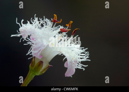 Bogbean, buckbean (Menyanthes trifoliata), fiore, in Germania, in Renania Palatinato Foto Stock