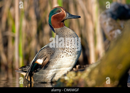 Verde-winged teal (Anas crecca), maschile seduto su un laghetto shore, in Germania, in Renania Palatinato Foto Stock