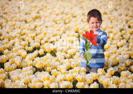 Giardino in comune tulip (Tulipa gesneriana), ragazzo con rosso tulipano in bianco il campo di tulipani, Paesi Bassi Foto Stock