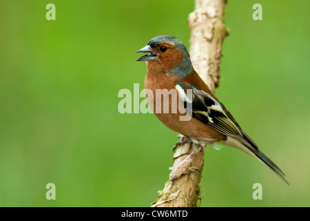 (Fringuello Fringilla coelebs), maschile seduto su un ramo, cantando, in Germania, in Renania Palatinato Foto Stock
