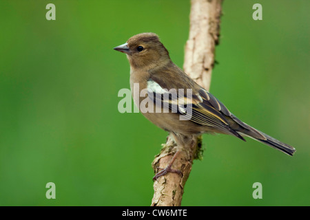 (Fringuello Fringilla coelebs), femmina seduto su un ramo, in Germania, in Renania Palatinato Foto Stock