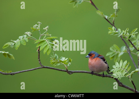 (Fringuello Fringilla coelebs), maschio seduto sulla germogliazione ramoscello di rowan tree, in Germania, in Renania Palatinato Foto Stock