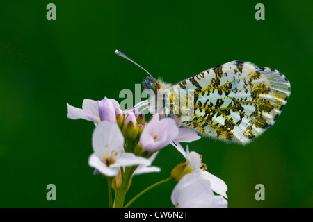 Arancio-punta (Anthocharis cardamines), seduta a fiori di un cuckooflower, in Germania, in Renania Palatinato Foto Stock