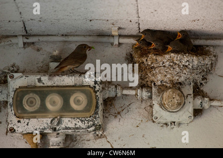 Codirosso spazzacamino (Phoenicurus ochruros), nido pieno di accattonaggio giovani birdon una scatola fusibili sotto un tetto di cemento, adulti che arrivano con il cibo nel becco, in Germania, in Renania Palatinato Foto Stock