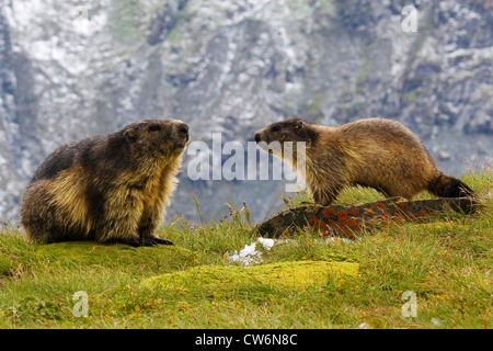 Alpine marmotta (Marmota marmota), due individui in habitat, Austria, NP Hohe Tauern, Grossglockner Foto Stock