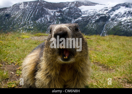 Alpine marmotta (Marmota marmota), un ampio angolo di ritratto, Austria, NP Hohe Tauern, Grossglockner Foto Stock