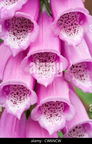 Foxglove, Digitalis purpurea. Regno Unito. Foto Stock