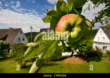 Apple (malus domestica), rosso e verde mela su un albero, in Germania, in Renania Palatinato Foto Stock