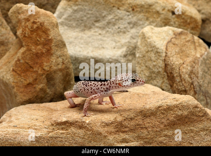 Leopard gecko (Eublepharis macularius), in piedi su una pietra Foto Stock