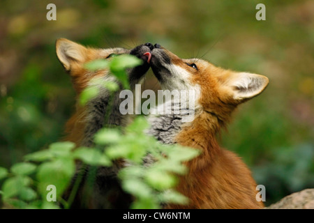 Red Fox (Vulpes vulpes vulpes), riproduzione di giovani, Germania Foto Stock