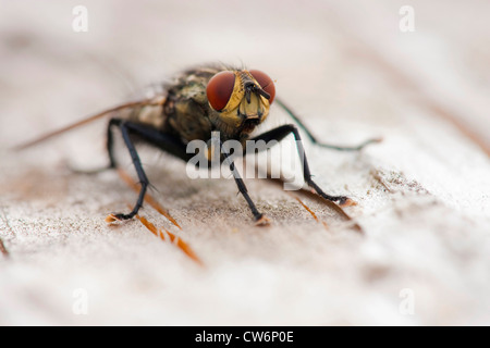 Fleshfly, carne-fly (Sarcophaga carnaria), seduta Foto Stock